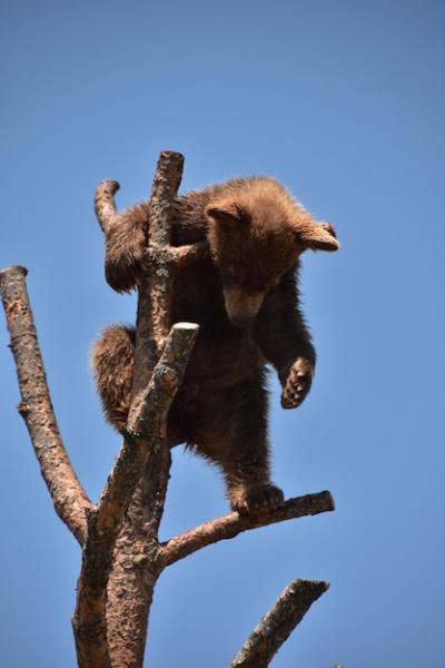 Cute Black Bear Cub Climbing a Tree in Summer – Free Stock Photo for Download