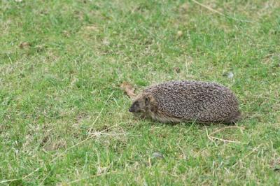 European Hedgehog (Erinaceus europaeus) – Free Stock Photo for Download