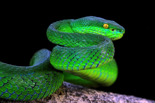 Close-Up of Two Green Viper Snakes – Green Albolaris Species | Free Stock Photo Download