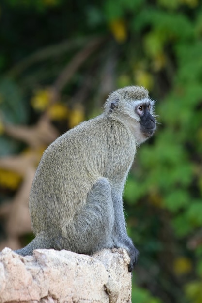 A Monkey Sitting on a Rock Surrounded by Green Leaves – Free Download