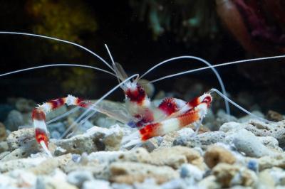 Camarones stenopus hispidus on the Seabed and Coral Reefs – Free Stock Photo, Download Free