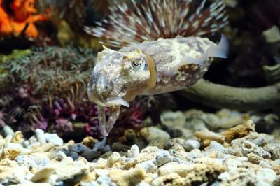 A Squid Camouflaging Behind Coral – Download Free Stock Photo