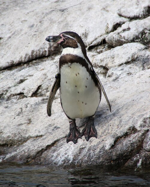 Bird Perching on Rock – Stunning Close-Up Free Stock Photo for Download