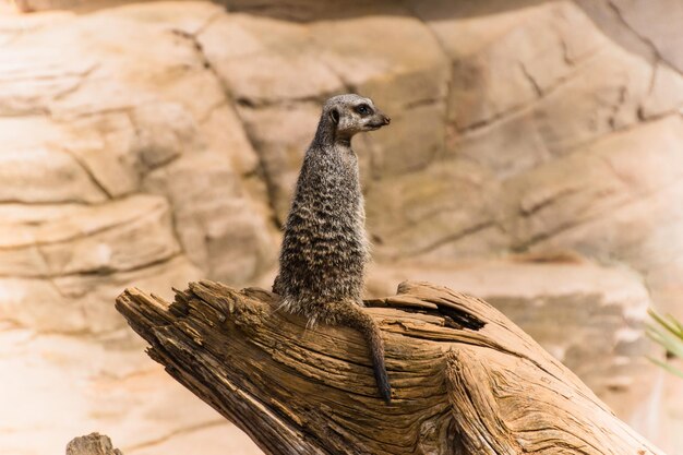 Meerkat Sitting on Damaged Wood Against Rock – Free Stock Photo, Download for Free