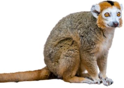 Crowned Lemur in Sitting Position – Free Stock Photo, Download Free