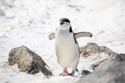 Penguin Perching on Snow – Free Stock Photo, Download for Free