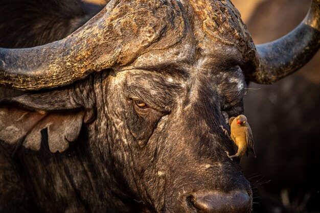 Close-up of Cow – Free Stock Photo, Download for Free