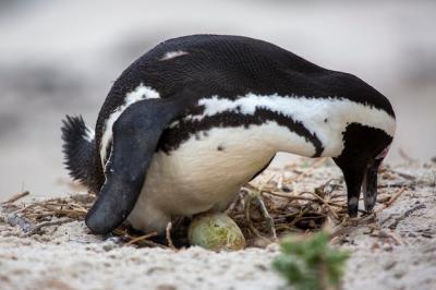 Father Penguin Hatches an Egg on the Nest – Free Stock Photo for Download