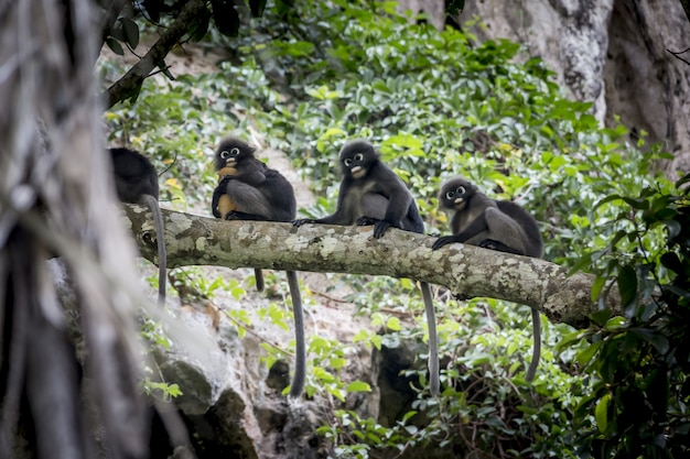 Monkeys Sitting on a Tree – Free Stock Photo, Download Free