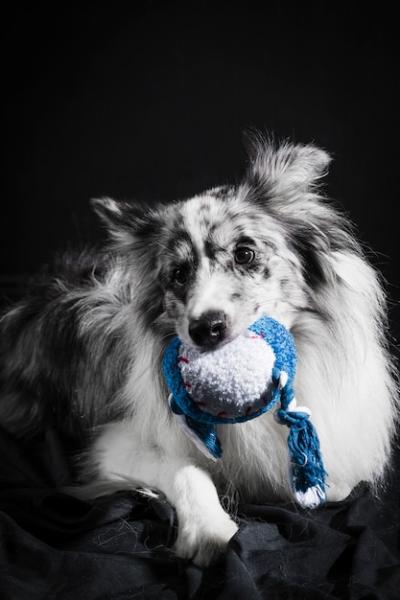 Border Collie Dog Portrait – Free Stock Photo for Download