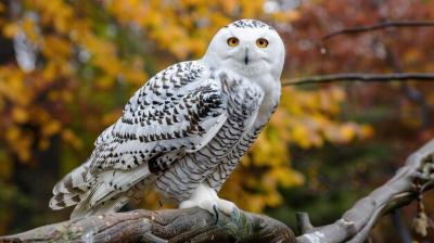 Owl in the Snow – Free Stock Photo for Download