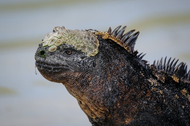 Closeup of a Black Iguana with Spikes – Free Stock Photo, Download for Free