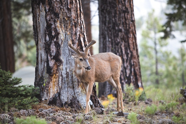 Captivating Brown Deer in the Forest – Free Download