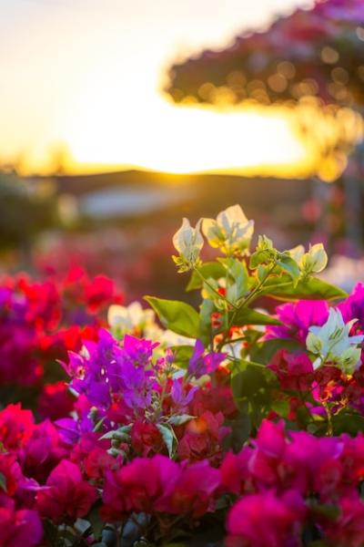 Drum Village of Bougainvillea Blooms in Cho Lach Flower Garden, Ben Tre, Vietnam – Free to Download