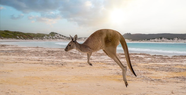 Hopping Kangaroo on Kangaroo Island, Australia – Free Stock Photo, Download for Free