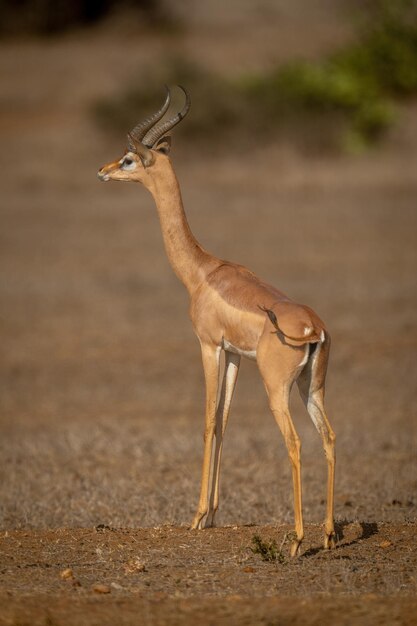 Gerenuk Gazing Over the Sunny Savannah – Free Stock Photo, Download for Free