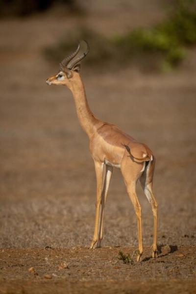 Gerenuk Gazing Over the Sunny Savannah – Free Stock Photo, Download for Free