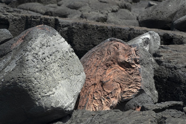 Pico Azores Lava Field by the Sea – Free Stock Photo for Download