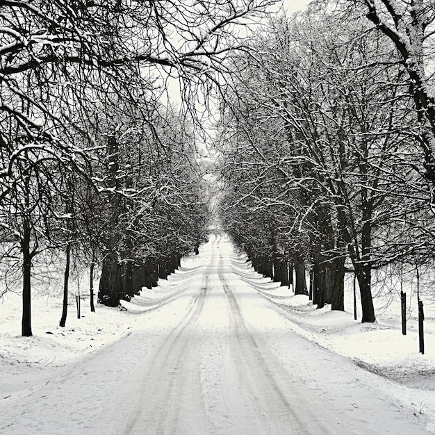 Beautiful Winter Landscape with Frosty Trees in a Snow-Covered Forest – Free Stock Photo for Download