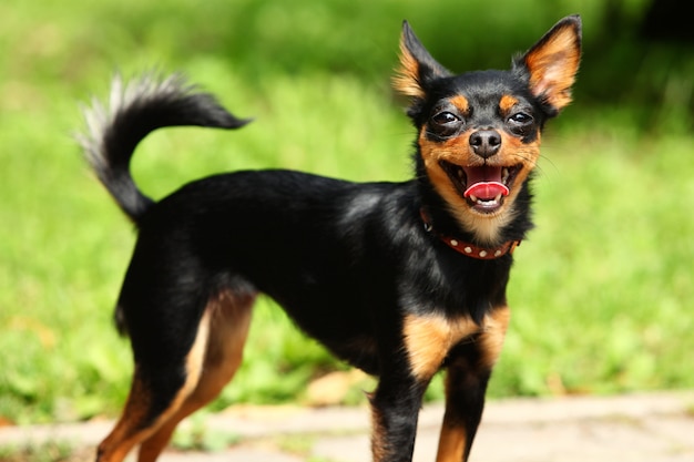 Cute Toy Terrier in the Park – Download Free Stock Photo