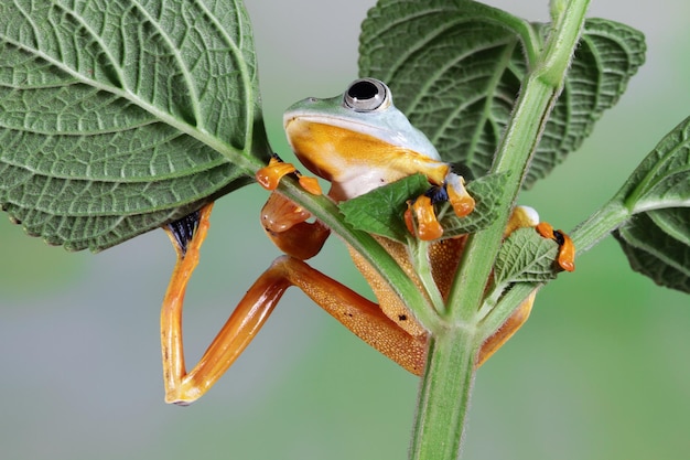 Rachophorus Reinwardtii Javan Tree Frog on Branch – Free Download