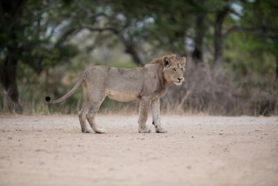 Male Lion Walking on the Road – Download Free Stock Photo