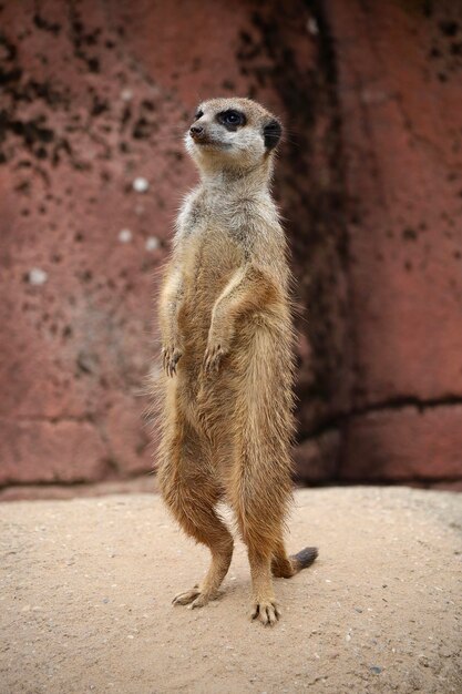 Close-up of Meerkat – Download Free Stock Photo