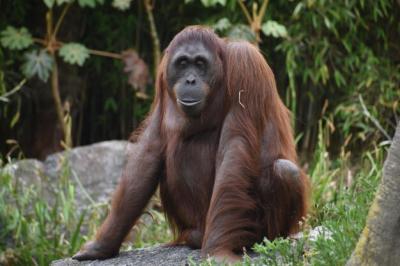 Close-up of Orangutan – Free Stock Photo, Download for Free