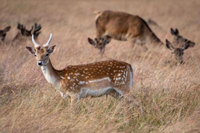 Deer in a Serene Field – Free Stock Photo for Download