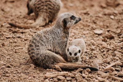 Meerkat and Baby: Adorable Moments Captured â Free Stock Photos for Download