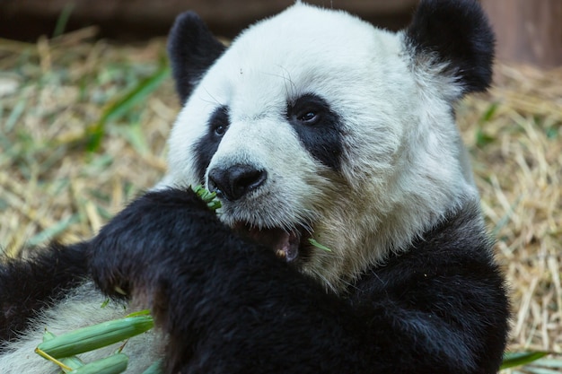 Pretty Giant Panda – Download Free Stock Photo