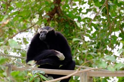 Close-up of Monkey – Free Stock Photo for Download