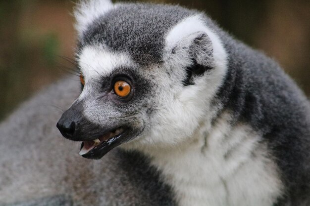 Close-up of Ring-Tailed Lemur – Free Download, Download Free Stock Photo