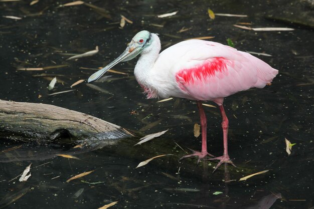 Side View of a Bird in Water – Free Stock Photo for Download