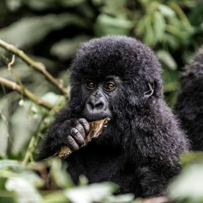 Young Mountain Gorilla in Virunga National Park, DRC – Free Stock Photo Download