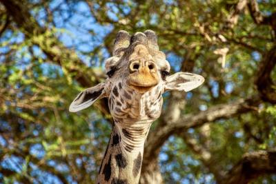 Cute Giraffe Closeup Among Lush Green Trees – Free Download