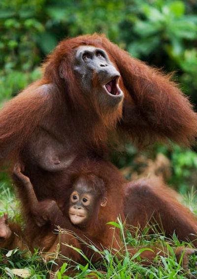 Female Orangutan and Baby in Grass Thicket – Free Stock Photo, Download Free Stock Photo