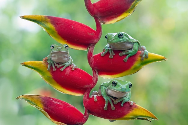 Dumpy Frog Litoria Caerulea on Red Bud – Free Stock Photo for Download