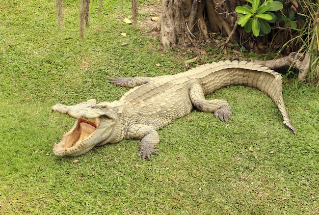 Crocodile Resting on the Grass – Free Stock Photo for Download