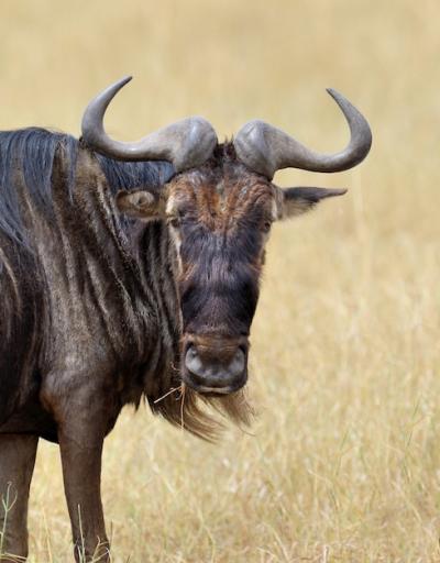 Wildebeest in the National Park of Kenya, Africa – Free Stock Photo for Download