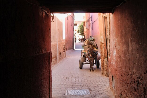 Donkey Cart on a Marrakech Street – Free to Download