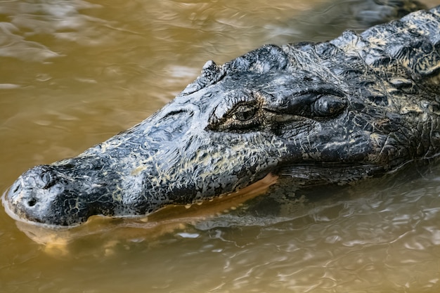 The Head of a Kaiman on the Amazon Forest Waterfront – Free Stock Photo Download