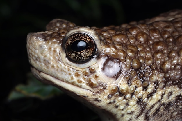 Closeup of an Indonesian Pseudo Subasper Toad – Free Stock Photo for Download