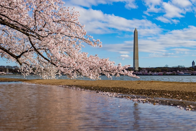 Stunning Cherry Blossom Reflections at the National Mall in Washington DC – Free to Download