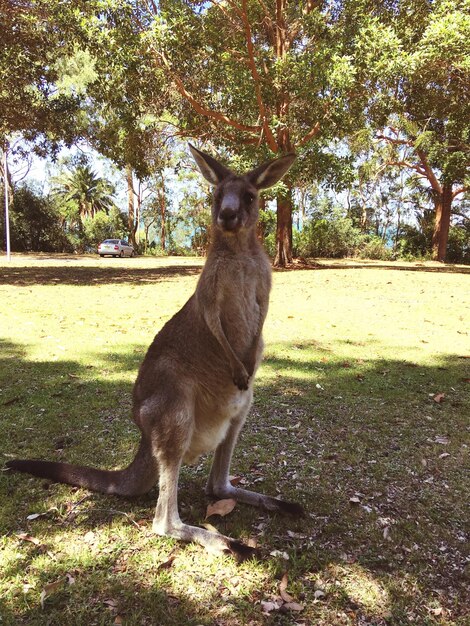 Kangaroo Standing on Grassy Field – Free Stock Photo for Download