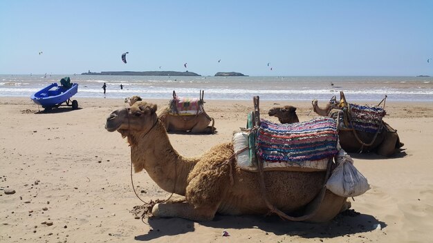 A Day of Tired Camel on Plage D’Essaouira – Free to Download