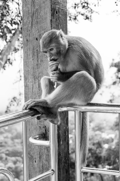 Grayscale Closeup of Rhesus Macaque Monkey on Metal Railing – Free Download