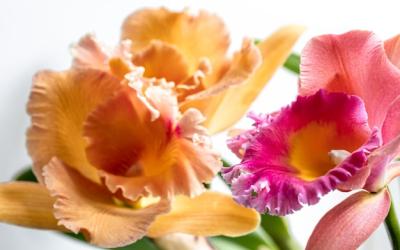 Closeup of Thai Orchid on a Blurred Background – Free Stock Photo, Download Free