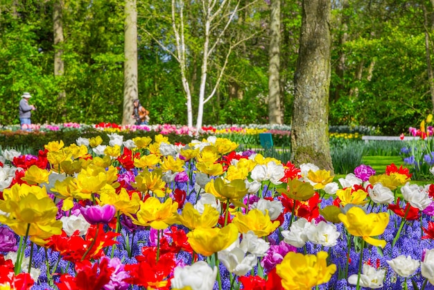 Yellow Tulips Blooming in Park – Free Stock Photo for Download