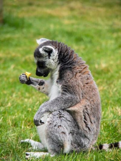 Sitting and Eating Lemur – Free Stock Photo, Download for Free